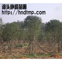 供應(yīng)米徑4-12公分八月桂20000棵?。?！