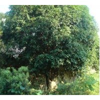 供應(yīng)色塊苗木,紅花繼木，杜鵑，夏鵑，紫鵑，金葉女貞，金邊黃楊