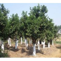 供應各種規(guī)格紅楓、香樟、桂花