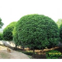 產(chǎn)地直銷八月桂.金桂，銀桂.丹桂.四季桂.