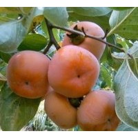 供各地柿樹成品苗