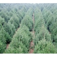 供應(yīng)白皮松，油松國槐，刺槐