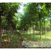 供應(yīng)欒樹、青桐、法桐、楊樹、紅葉楊、國槐等綠化苗木