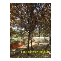 供應(yīng)紅葉李 紫薇，烏桕樹，廣玉蘭，高桿《大葉》女貞