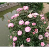 供應(yīng)豐花月季