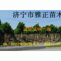 供應造型法桐（10-20公分）