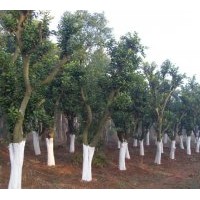 供應香樟香泡廣玉蘭。柚子樹、欒樹、桂花