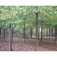 湖北武漢供應(yīng)香樟 叢生桂花 櫻花 廣玉蘭 紫薇等，規(guī)格數(shù)據(jù)如下