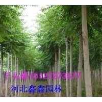 供應(yīng)千頭椿苗木