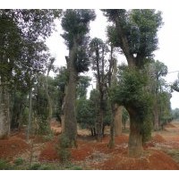 供應(yīng)湖南香樟樹(shù)