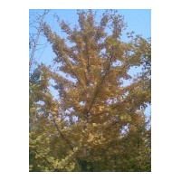 低價(jià)出售各種規(guī)格銀杏