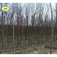 供應(yīng)國(guó)槐