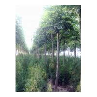 供應(yīng)欒樹 國槐、青桐、欒樹、白蠟、法桐、紫薇、速生楊、泡桐、