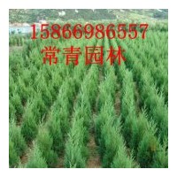 側(cè)柏苗，側(cè)柏樹苗低價供應(yīng)