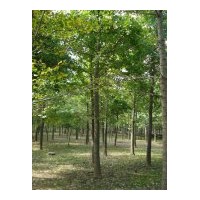 供應銀杏樹15公分