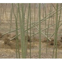 供應(yīng)速生白蠟.速生法桐.合歡.垂柳.金絲柳.竹柳.旱柳.直柳.饅頭柳
