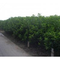 供應(yīng)法國(guó)冬青