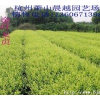 可長期供應(yīng) 龍柏、檜柏、金葉女貞、金森女貞, 紅葉石楠, 金邊黃