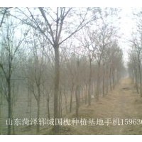 供應(yīng)速生國(guó)槐 千頭椿 紅葉李 碧桃 榆葉梅等