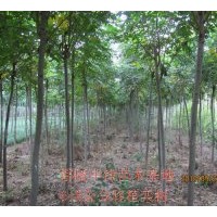 移植定干欒樹(shù)