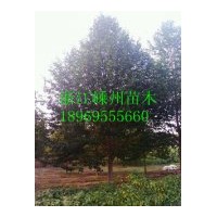 供應(yīng)18-20-25-30公分樂(lè)昌含笑