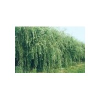 供大規(guī)格毛白楊.國槐.法桐.白蠟.合歡.千頭椿.速生柳.