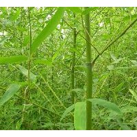 供剛竹、金鑲玉竹、闊葉箬竹、毛竹、直竹、淡竹、青竹 早園竹