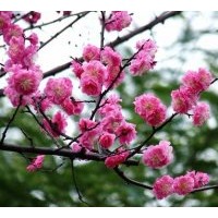 供應(yīng)臘梅、珍珠梅、美人梅、紅梅、綠梅、榆葉梅、垂梅