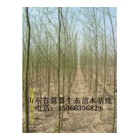 萬畝速生柳、垂柳、107速生楊出售