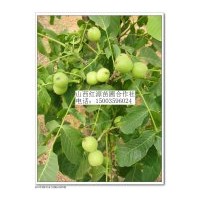 供應核桃苗葡萄 連翹苗 黃連木