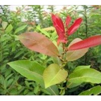 長期供應(yīng)優(yōu)質(zhì)竹柳和紅葉柳種苗