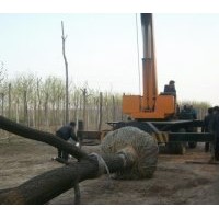 供千頭椿,臭椿,毛白楊.法桐