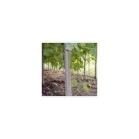 供應冠縣毛白楊，冠縣千頭椿，臭椿，千頭椿價格