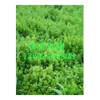 長期供應(yīng)大葉黃楊，小葉黃楊，紅葉小波，金葉女貞