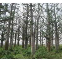 供應(yīng)2-80公分銀杏樹