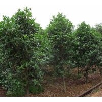 桂花樹(shù)價(jià)格參考