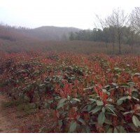 安徽浙江紅葉石楠大型基地低價出售各規(guī)格紅葉石楠 美國紅楓