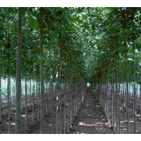 山東濟(jì)寧1-10公分法桐樹苗法國(guó)梧桐樹苗