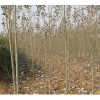 供應(yīng)毛白楊 垂柳 黃柳 榆樹等各種綠化苗木