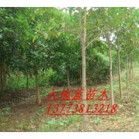 桂花樹D2-8公分，冠有1-3米  桂花園