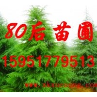 供應3米雪松價格 4米雪松