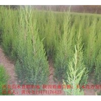 刺柏 供應(yīng)側(cè)柏，油松。雪松。刺柏。塔柏。側(cè)柏等