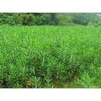 大量供應(yīng)各種規(guī)格夾竹桃