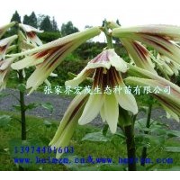 供應(yīng)百合球莖