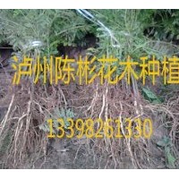 供應(yīng)藍(lán)花楹苗