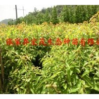 供應(yīng)香樟苗