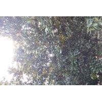 大量出售國槐 黃連木 桂花 搖錢樹 廣玉蘭等