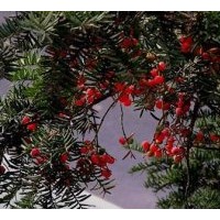 供應(yīng)紅豆種子