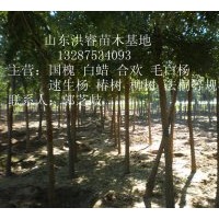 供國槐 毛白楊 法桐 速生楊 速生柳 千頭椿 白蠟