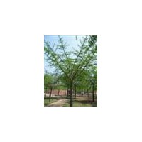 供銀杏樹